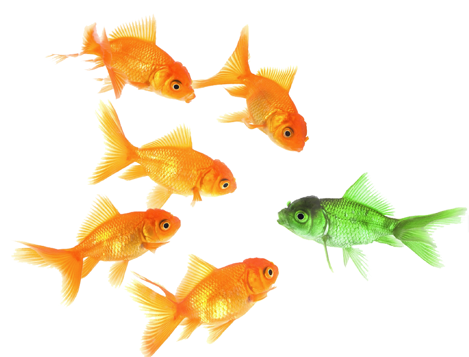 Different Fish